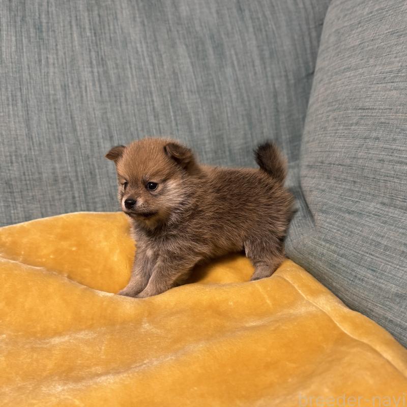 販売中の岡山県のミックス犬-449303の11枚目