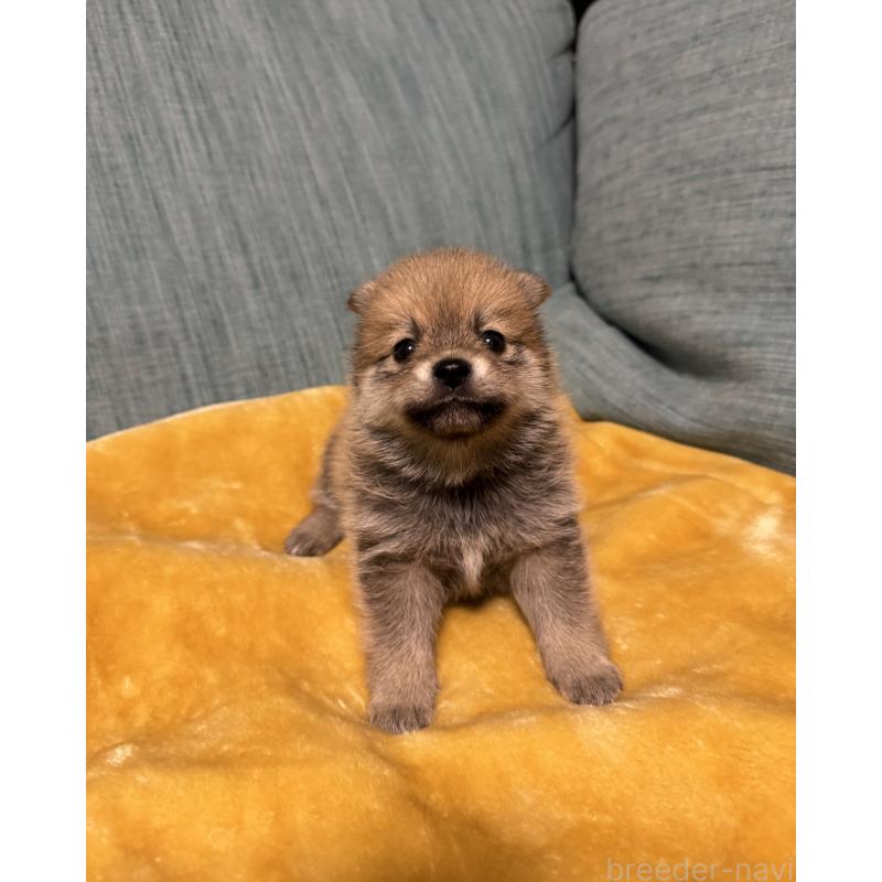 販売中の岡山県のミックス犬-449303の10枚目