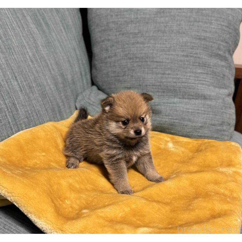 販売中の岡山県のミックス犬-449303の9枚目