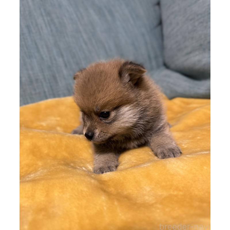 販売中の岡山県のミックス犬-449303の8枚目