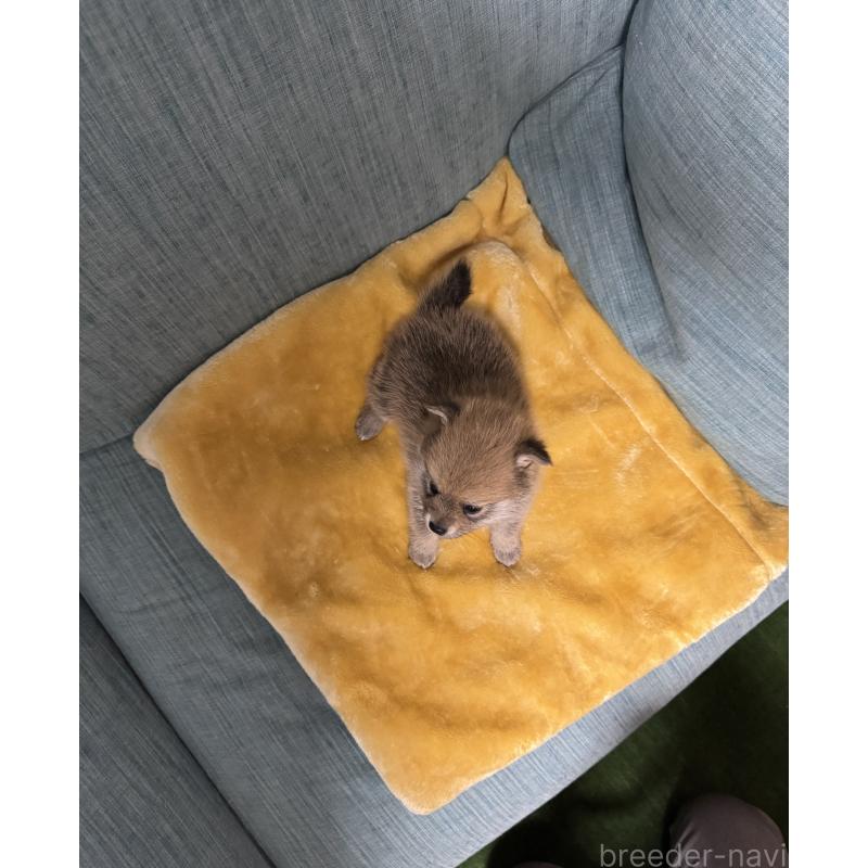 販売中の岡山県のミックス犬-449303の7枚目