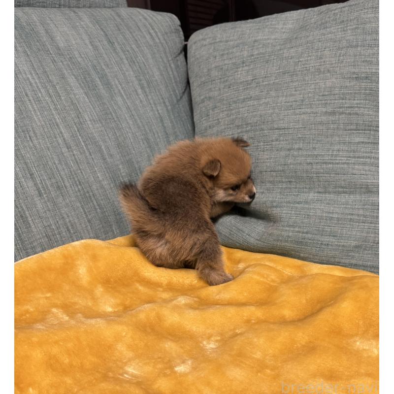 販売中の岡山県のミックス犬-449303の6枚目