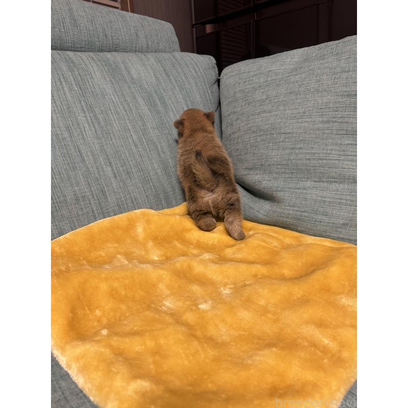 販売中の岡山県のミックス犬-449303の5枚目