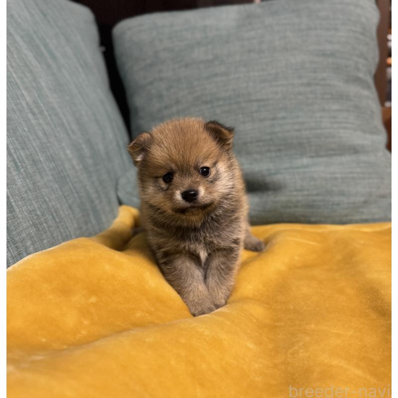 販売中の岡山県のミックス犬-449303の3枚目