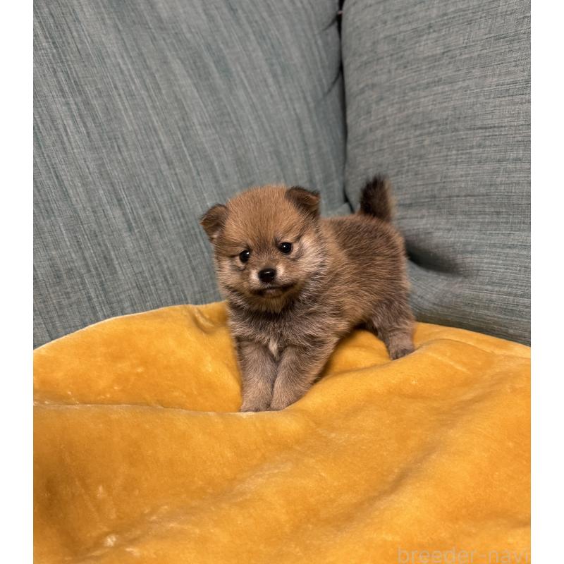 販売中の岡山県のミックス犬-449303の2枚目