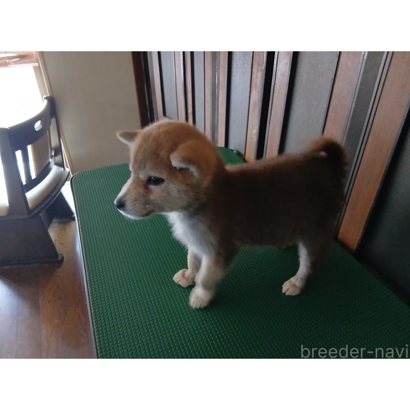 販売中の愛媛県の柴犬-449305の2枚目