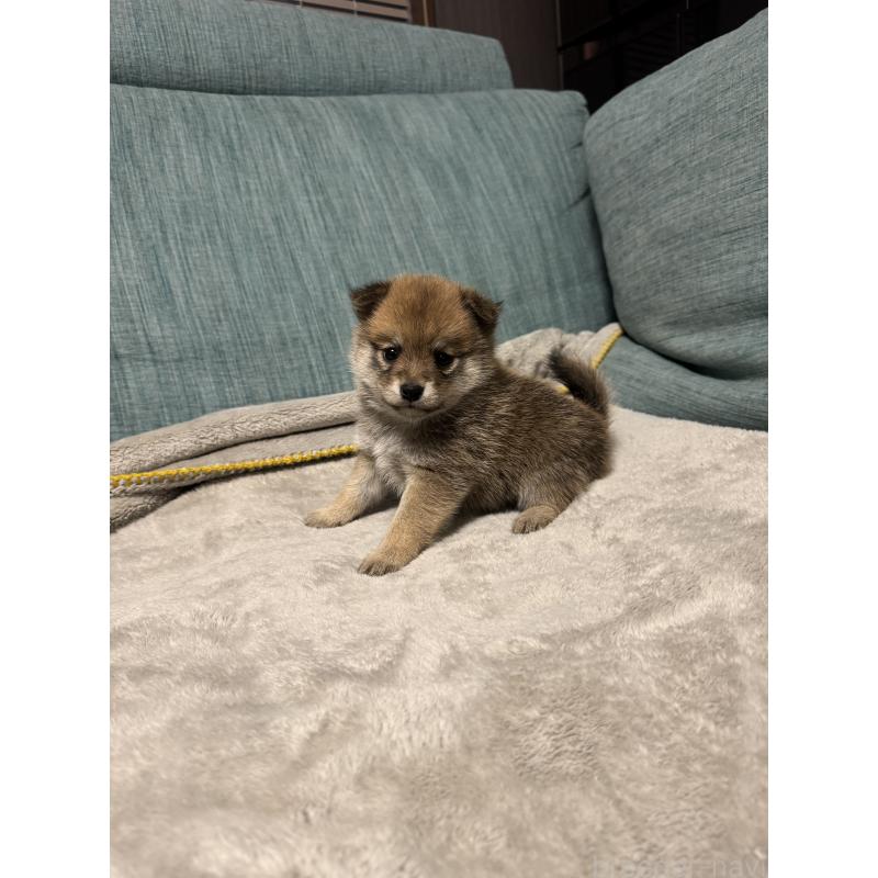 販売中の岡山県のミックス犬-449307の13枚目