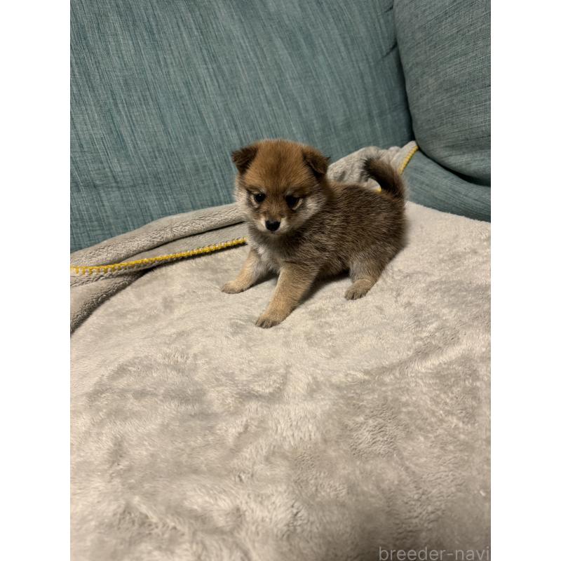 販売中の岡山県のミックス犬-449307の12枚目