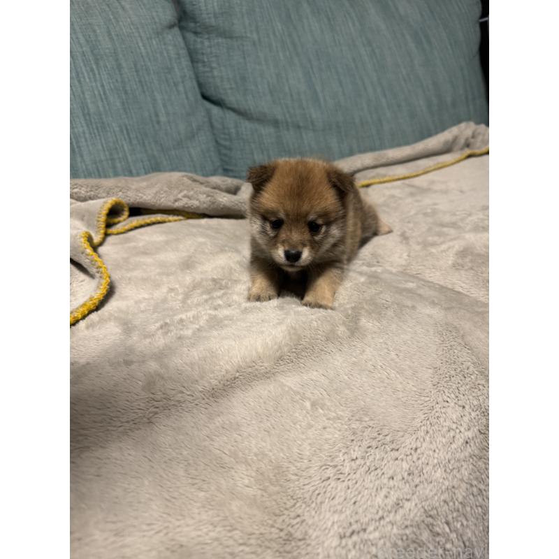 販売中の岡山県のミックス犬-449307の11枚目