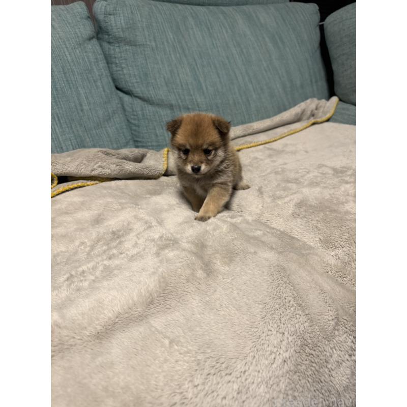 販売中の岡山県のミックス犬-449307の10枚目