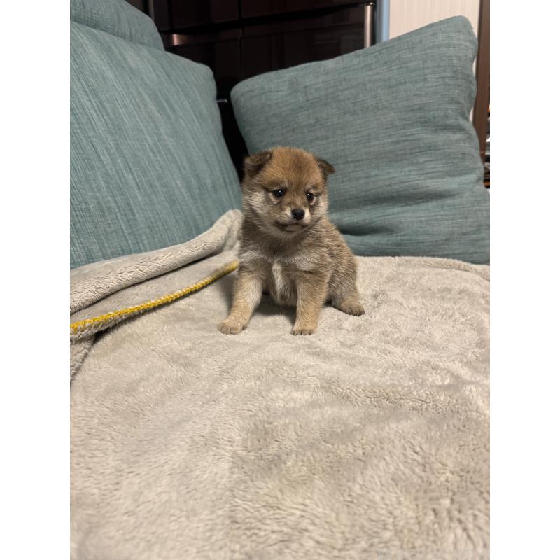 販売中の岡山県のミックス犬-449307の9枚目