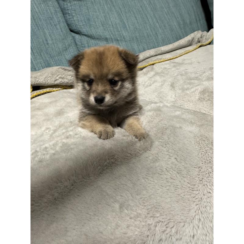 販売中の岡山県のミックス犬-449307の8枚目