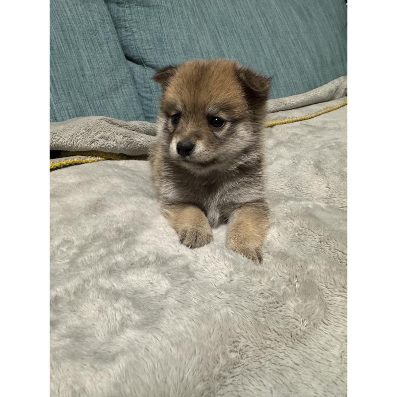 販売中の岡山県のミックス犬-449307の7枚目