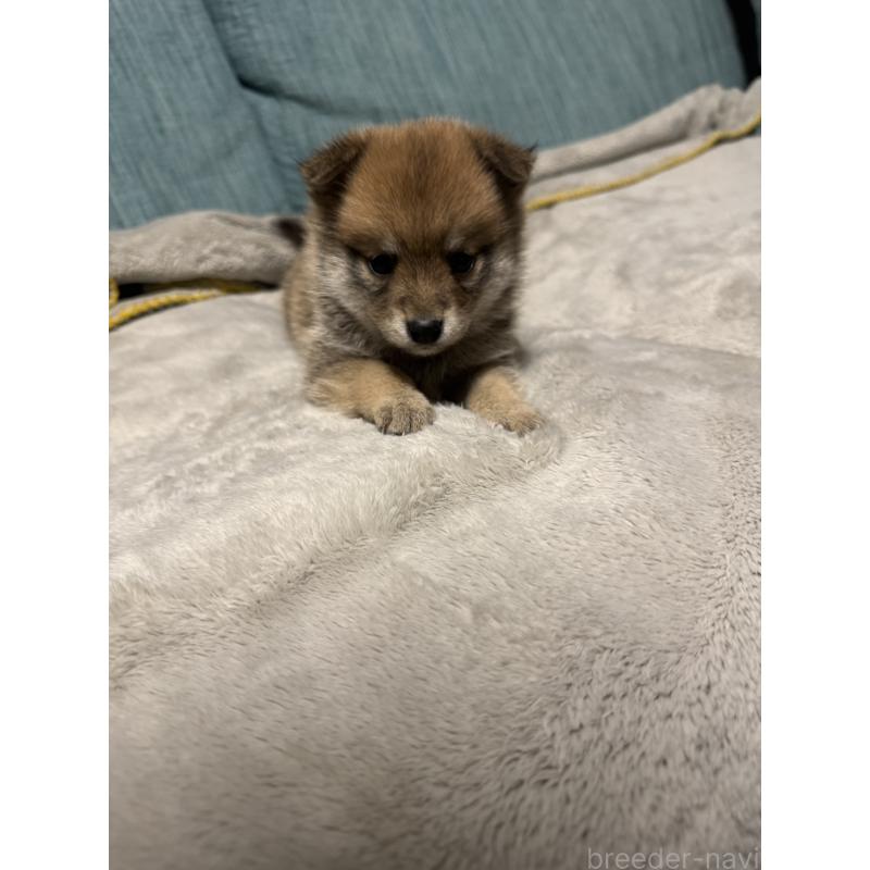 販売中の岡山県のミックス犬-449307の5枚目