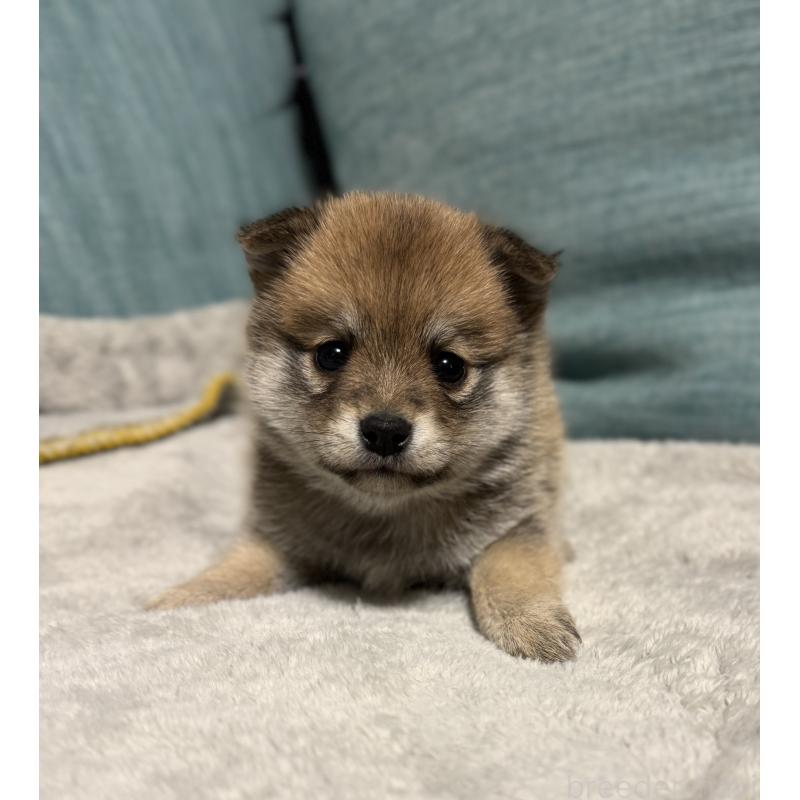 販売中の岡山県のミックス犬-449307の4枚目