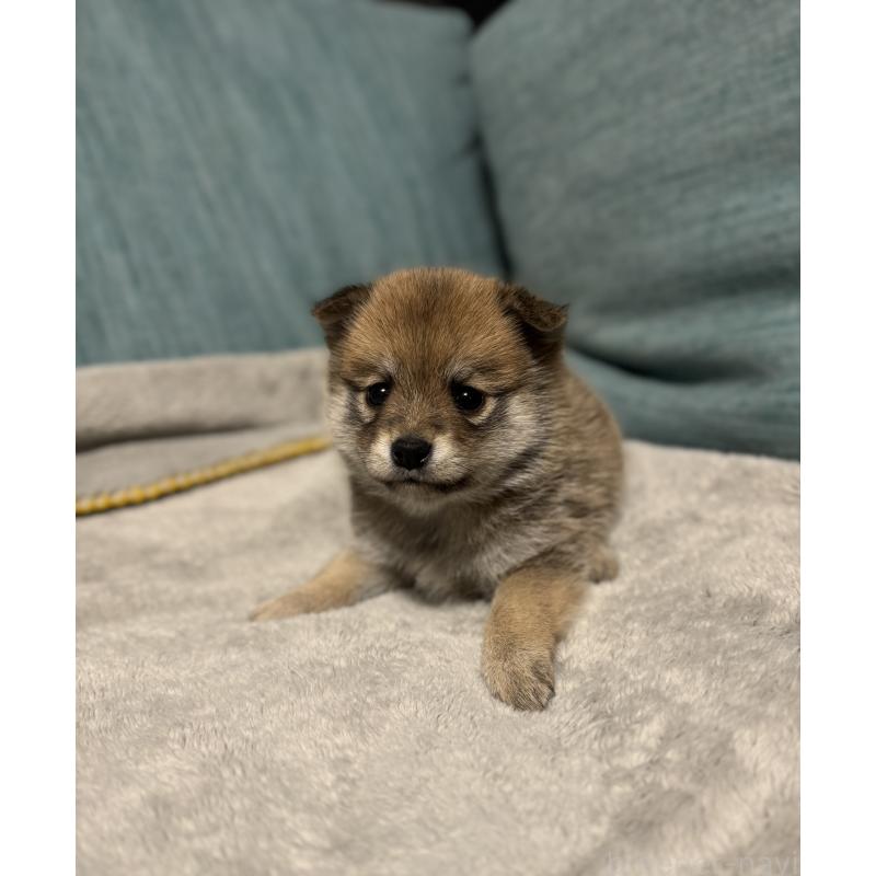 販売中の岡山県のミックス犬-449307の3枚目