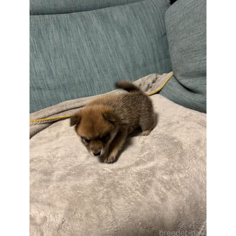 販売中の岡山県のミックス犬-449307の2枚目