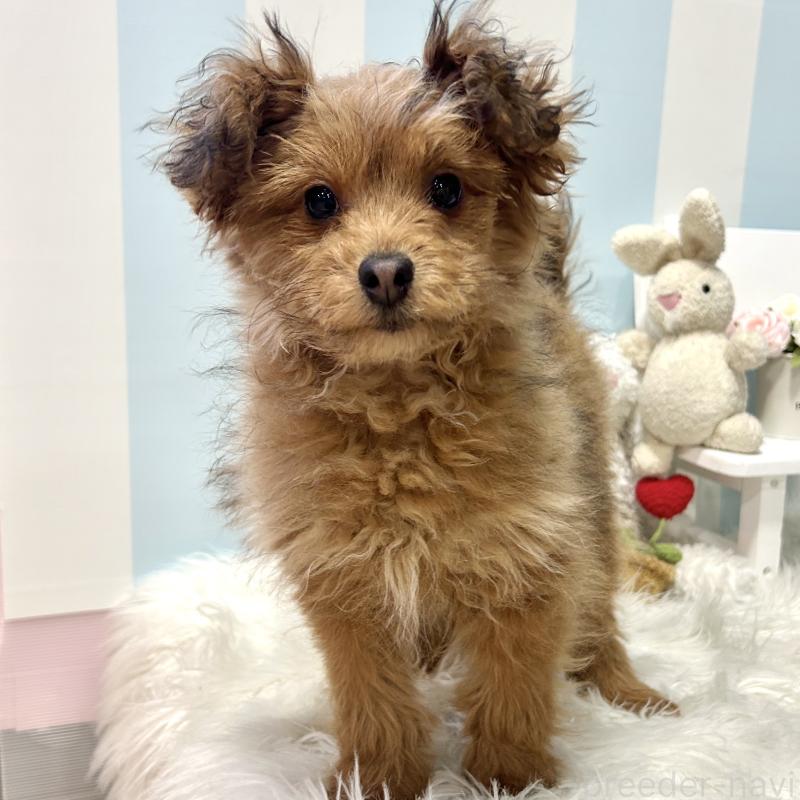 販売中の栃木県のポメプー:ポメラニアン×トイプードル-440801の8枚目