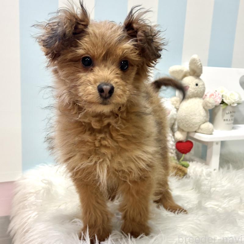 販売中の栃木県のポメプー:ポメラニアン×トイプードル-440801の7枚目