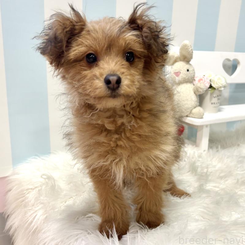 販売中の栃木県のポメプー:ポメラニアン×トイプードル-440801の6枚目