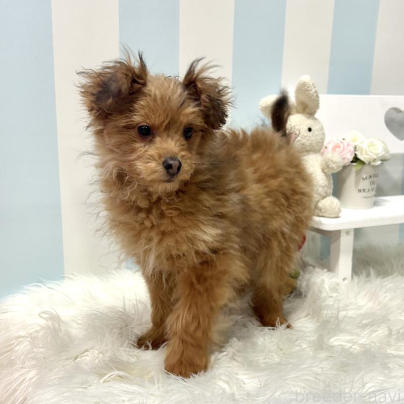 販売中の栃木県のポメプー:ポメラニアン×トイプードル-440801の5枚目