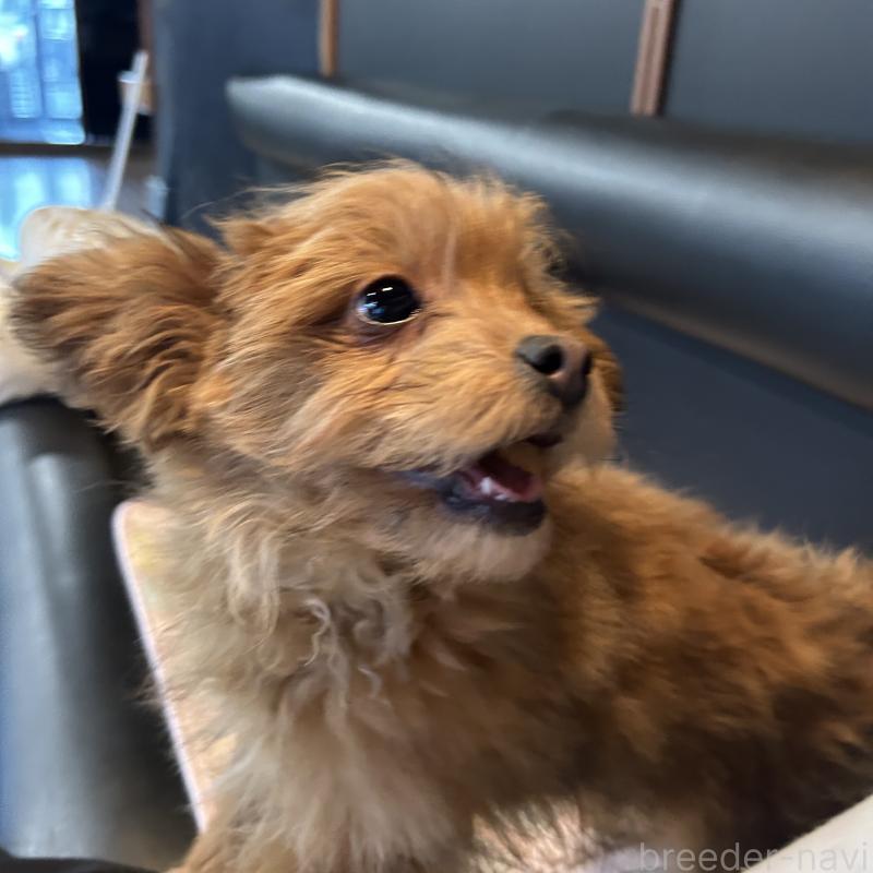 販売中の栃木県のポメプー:ポメラニアン×トイプードル-440801の3枚目