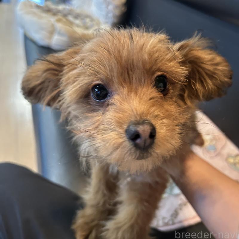 販売中の栃木県のポメプー:ポメラニアン×トイプードル-440801の2枚目