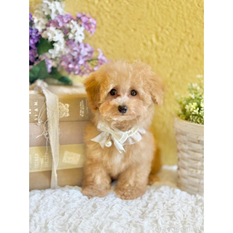 販売中の茨城県のタイニープードル-439759の10枚目