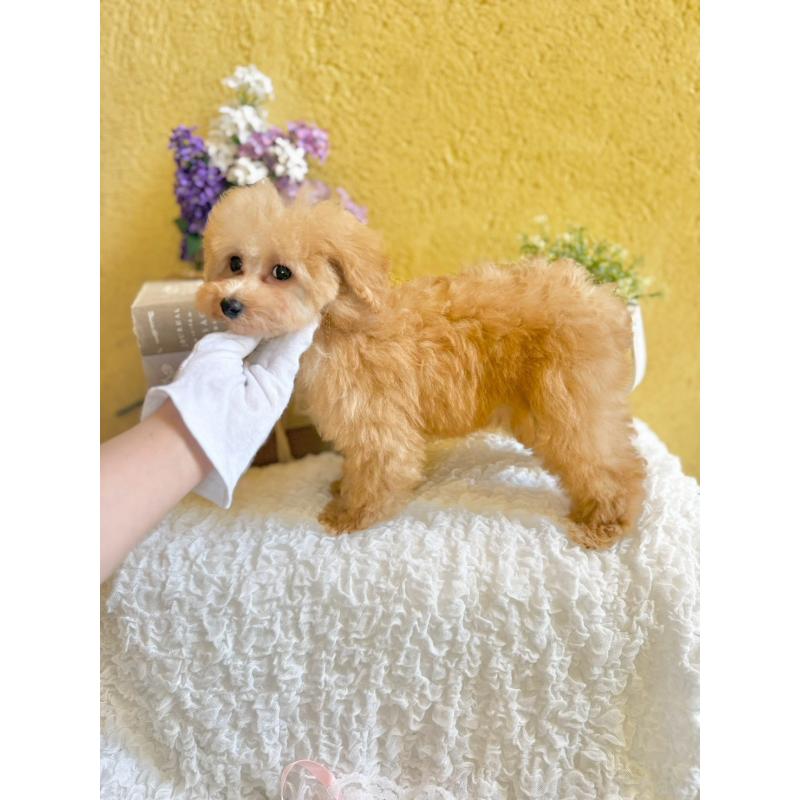 販売中の茨城県のタイニープードル-439759の9枚目