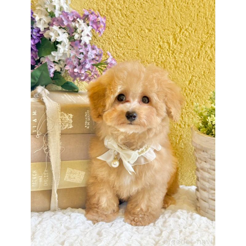 販売中の茨城県のタイニープードル-439759の8枚目