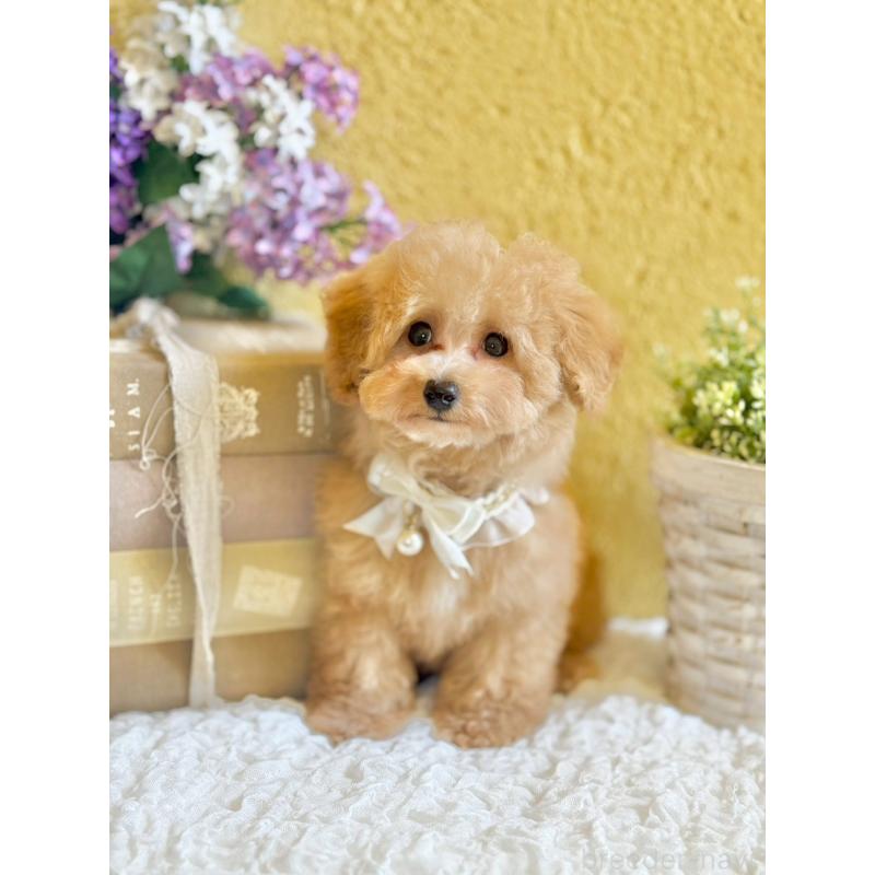 販売中の茨城県のタイニープードル-439759の7枚目