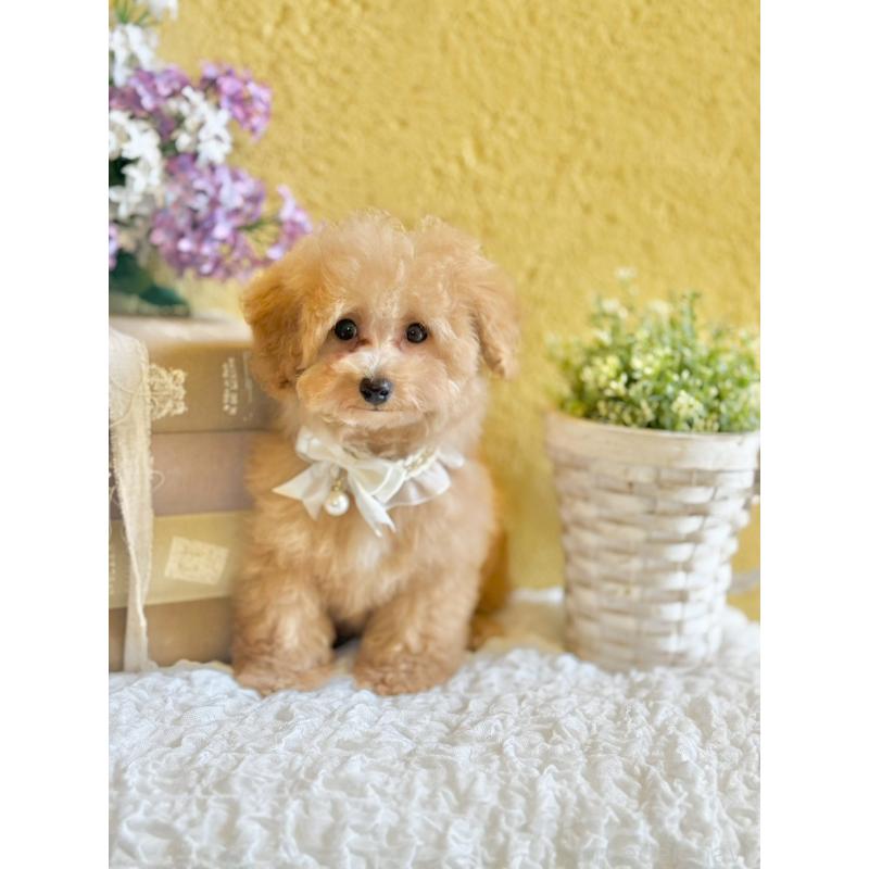 販売中の茨城県のタイニープードル-439759の6枚目