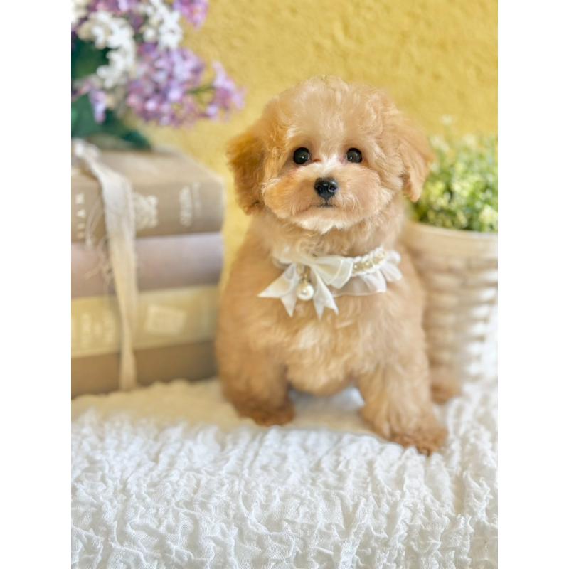 販売中の茨城県のタイニープードル-439759の5枚目