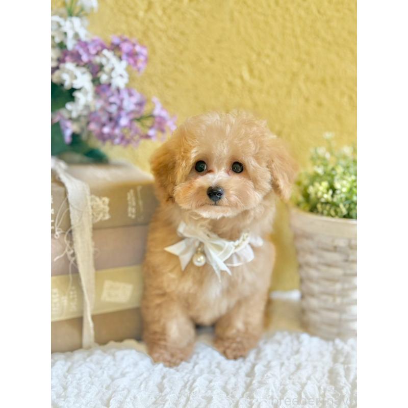 販売中の茨城県のタイニープードル-439759の4枚目