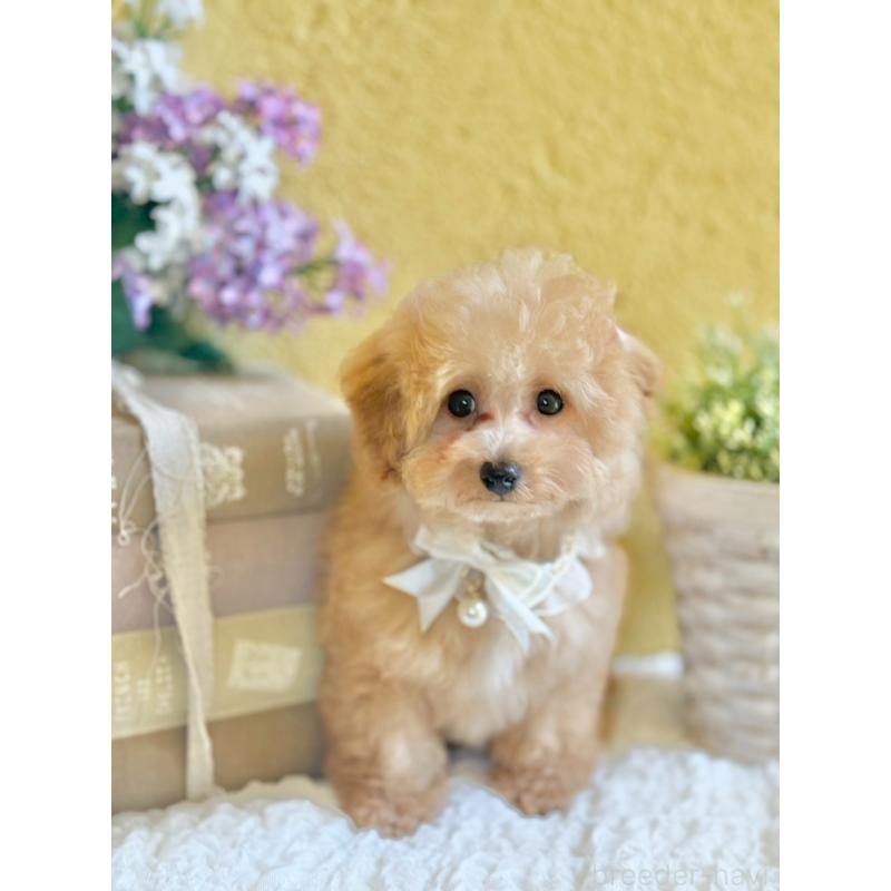 販売中の茨城県のタイニープードル-439759の3枚目