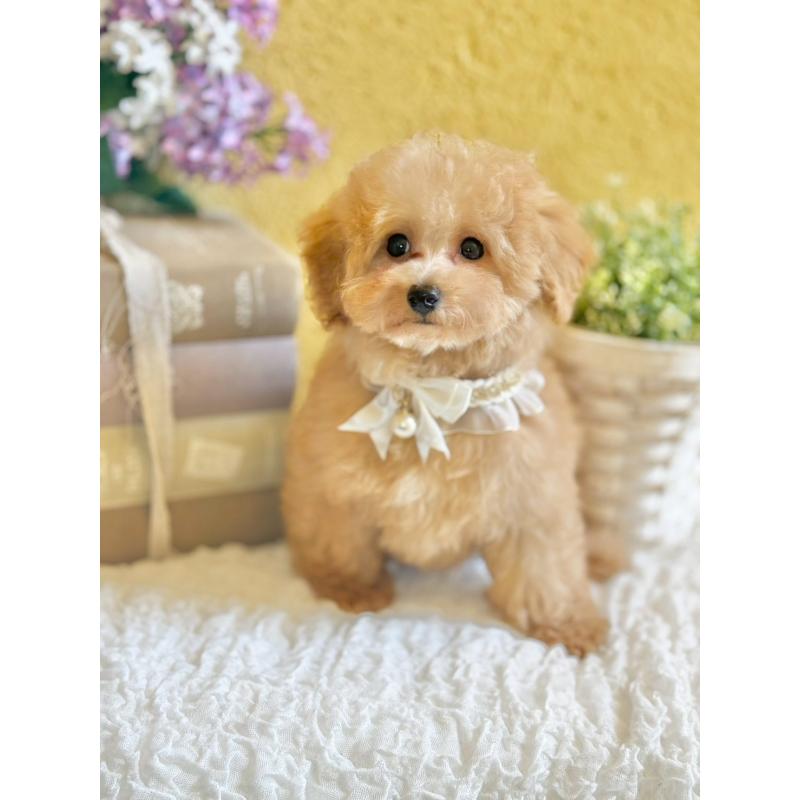 販売中の茨城県のタイニープードル-439759の2枚目