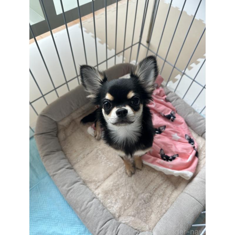 販売中の高知県のチワワ(ロングコート)-449310の5枚目