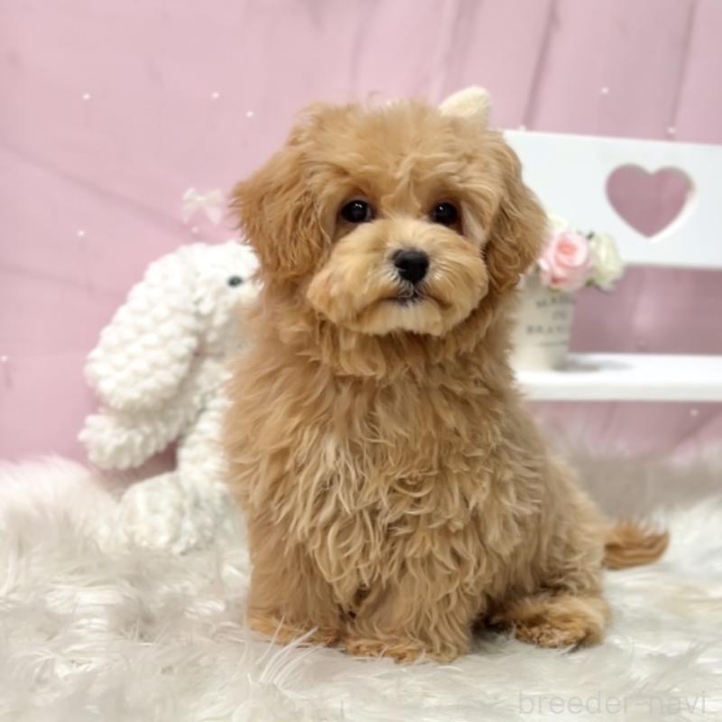 販売中の栃木県のマルプー:マルチーズ×トイプードル-440809の3枚目