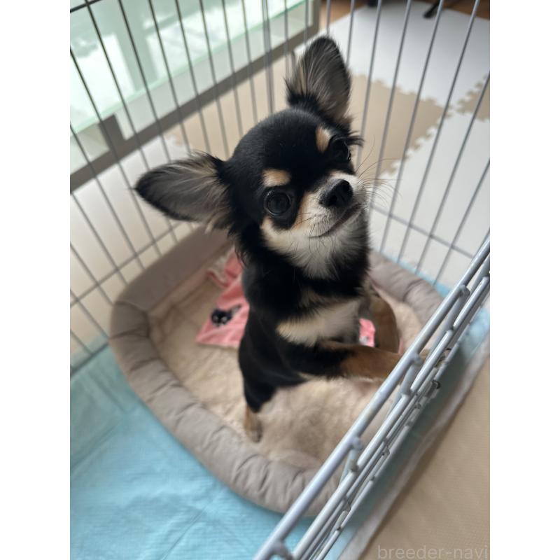 販売中の高知県のチワワ(ロングコート)-449310の4枚目