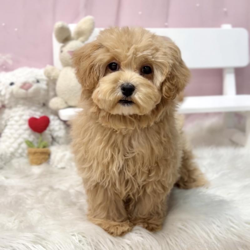 販売中の栃木県のマルプー:マルチーズ×トイプードル-440809