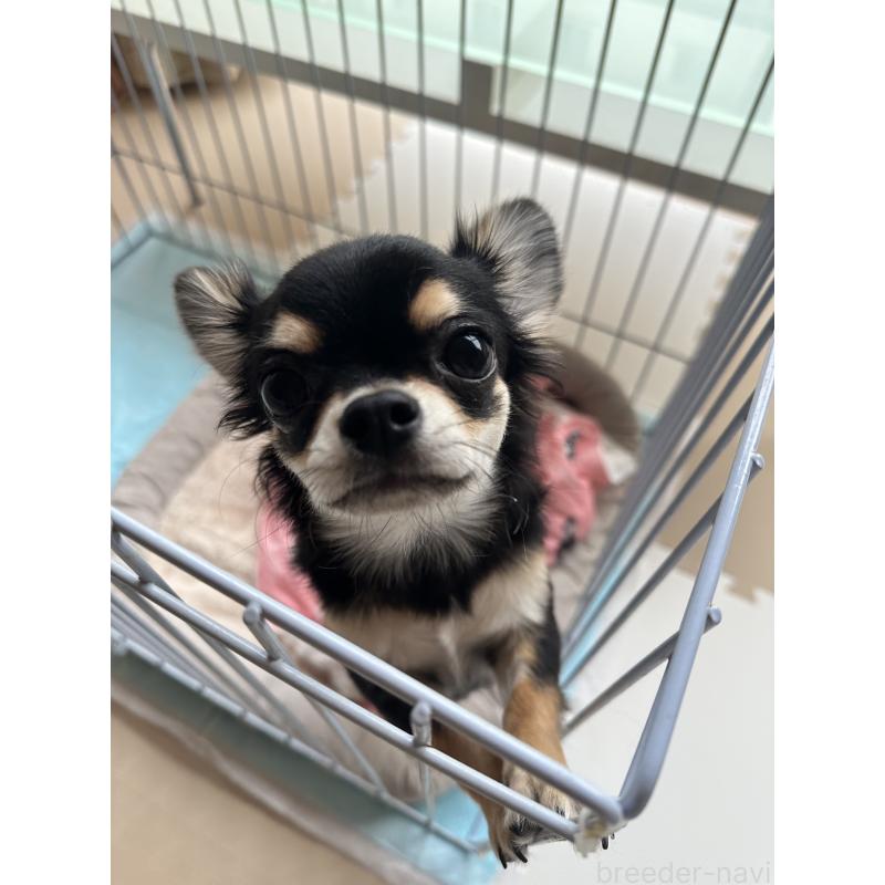 販売中の高知県のチワワ(ロングコート)-449310の3枚目