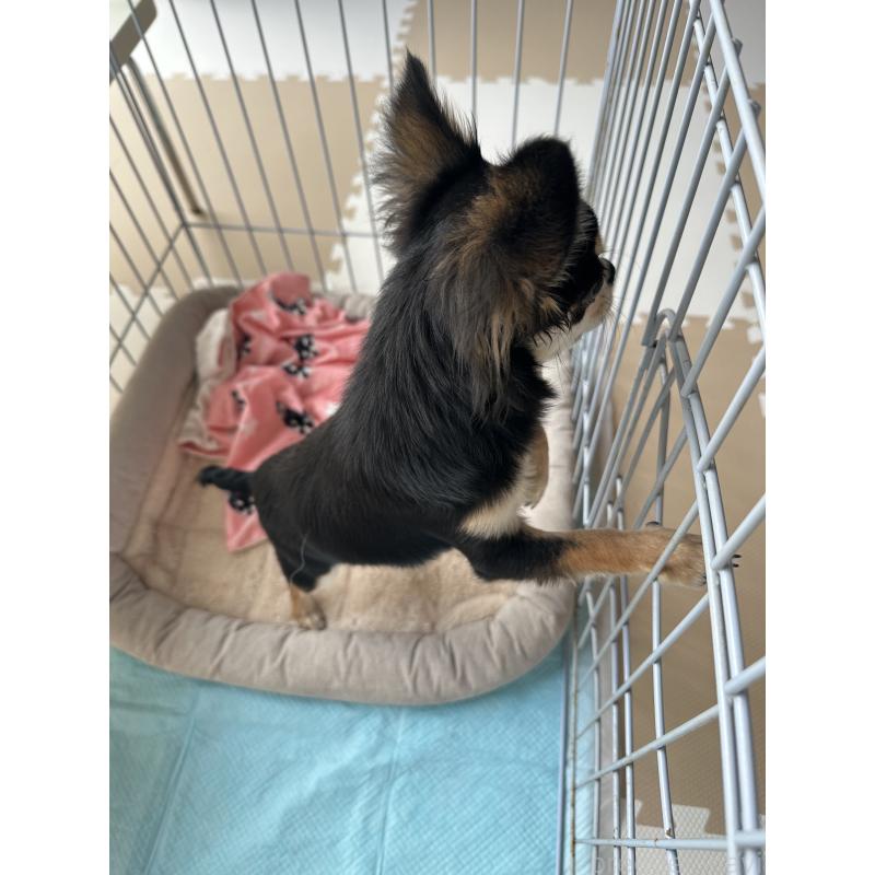 販売中の高知県のチワワ(ロングコート)-449310の2枚目