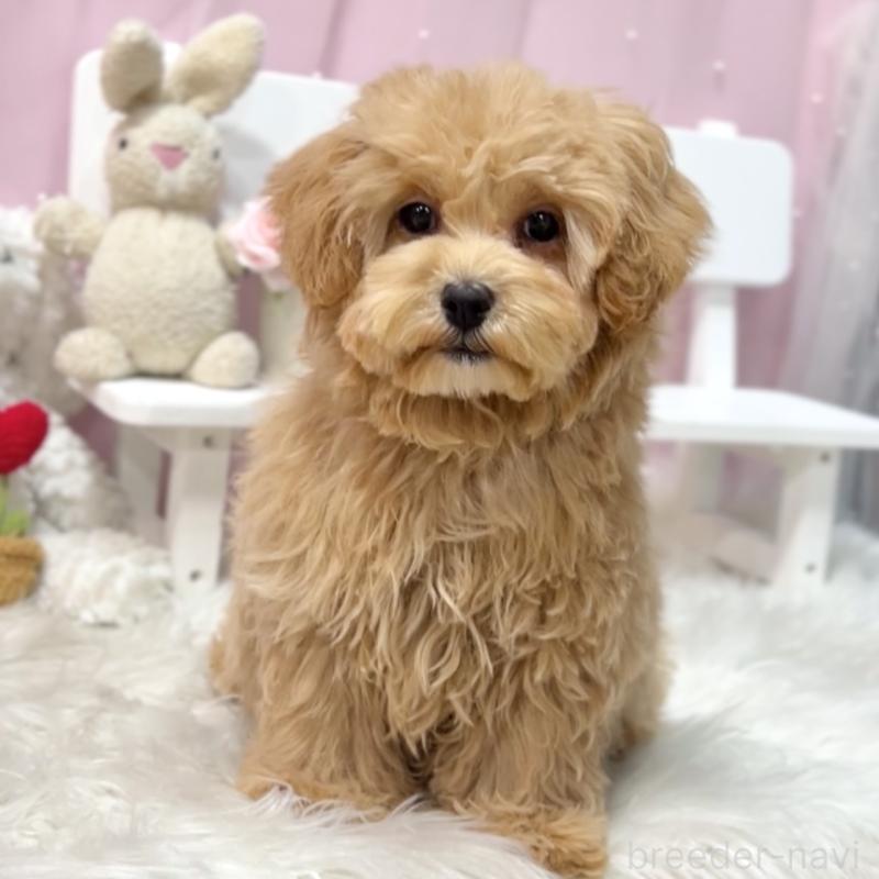 販売中の栃木県のマルプー:マルチーズ×トイプードル-440809の2枚目