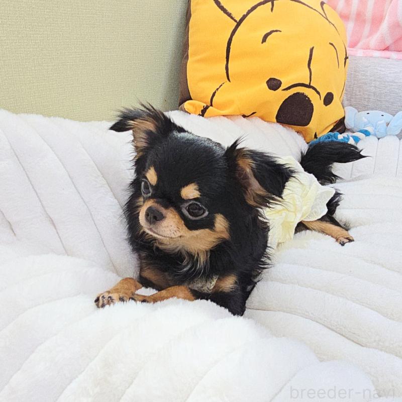 販売中の東京都のチワワ(ロングコート)-423308