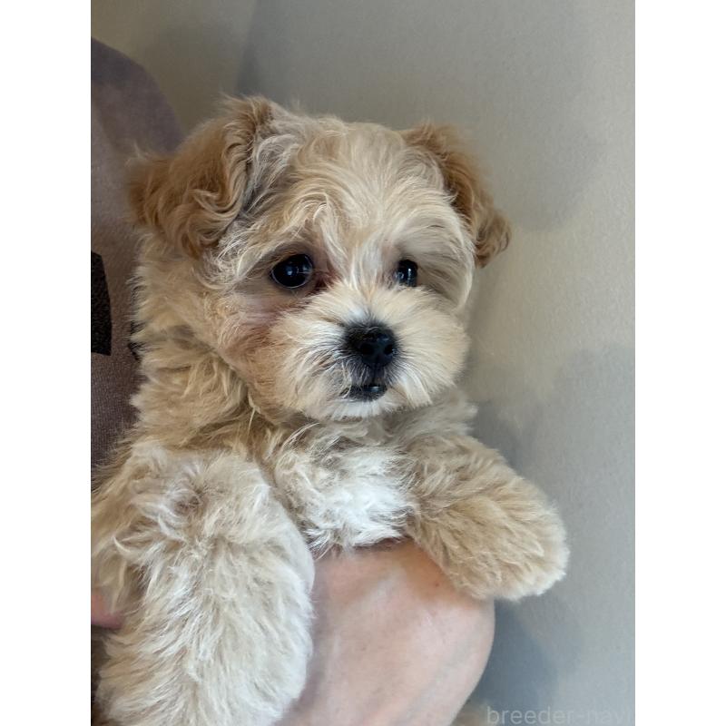 販売中の福岡県のマルプー:マルチーズ×トイプードル-449311の2枚目