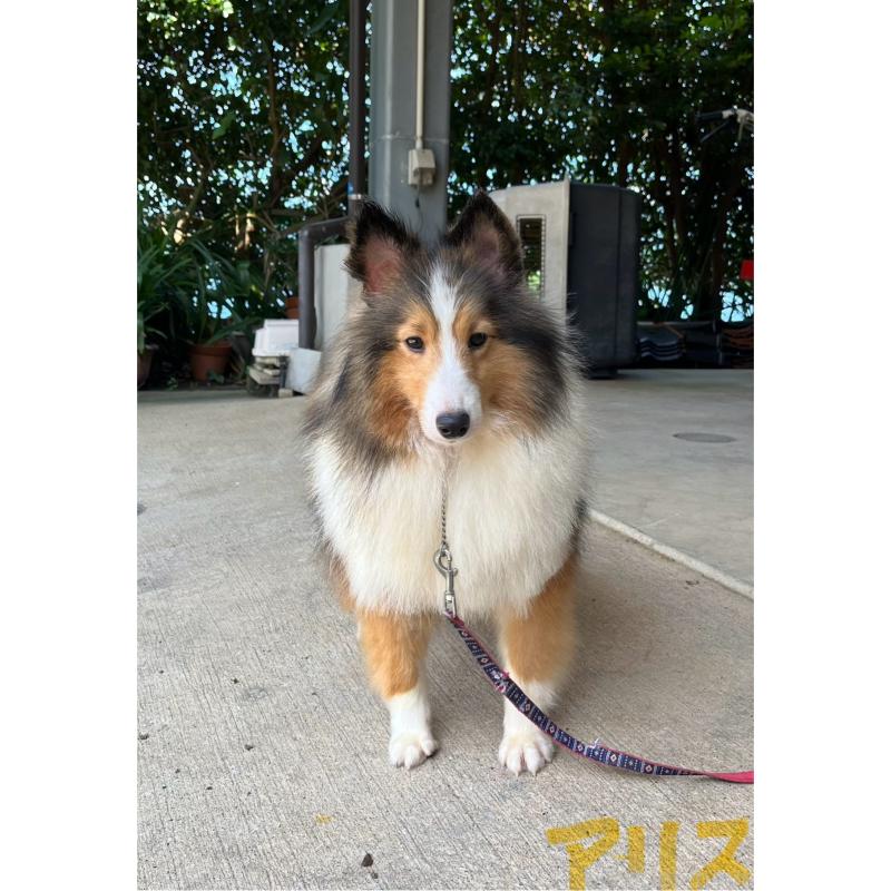 アリスちゃん1枚目