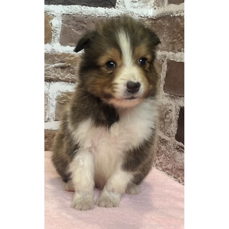 販売中の鹿児島県のシェットランドシープドッグ(シェルティ)-449312の1枚目