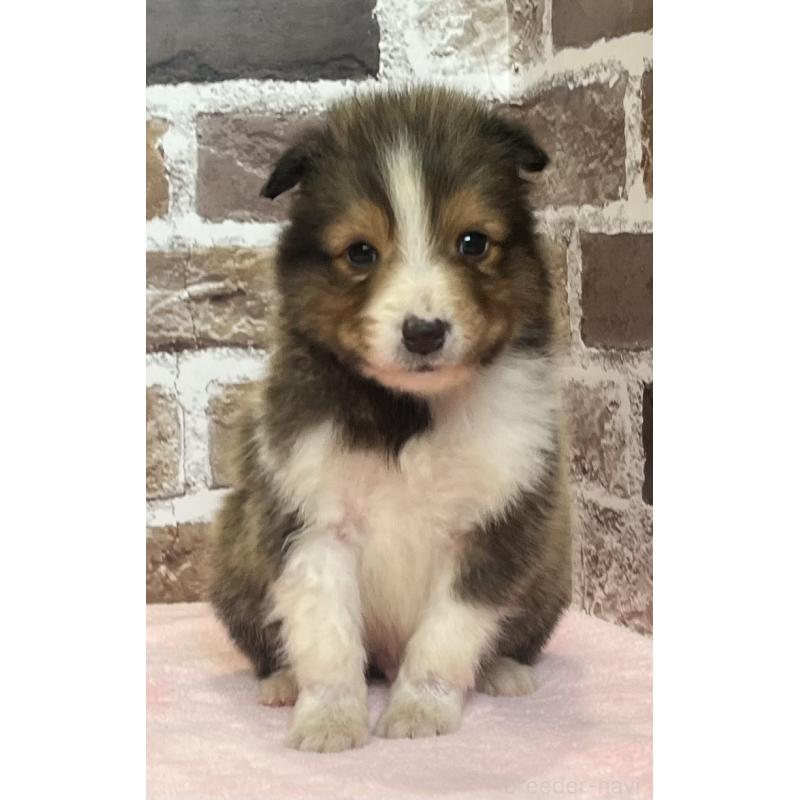 販売中の鹿児島県のシェットランドシープドッグ(シェルティ)-449312の11枚目