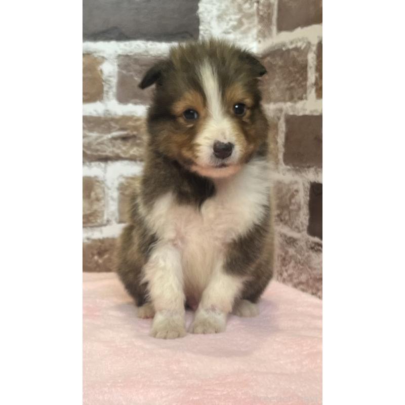 販売中の鹿児島県のシェットランドシープドッグ(シェルティ)-449312の10枚目