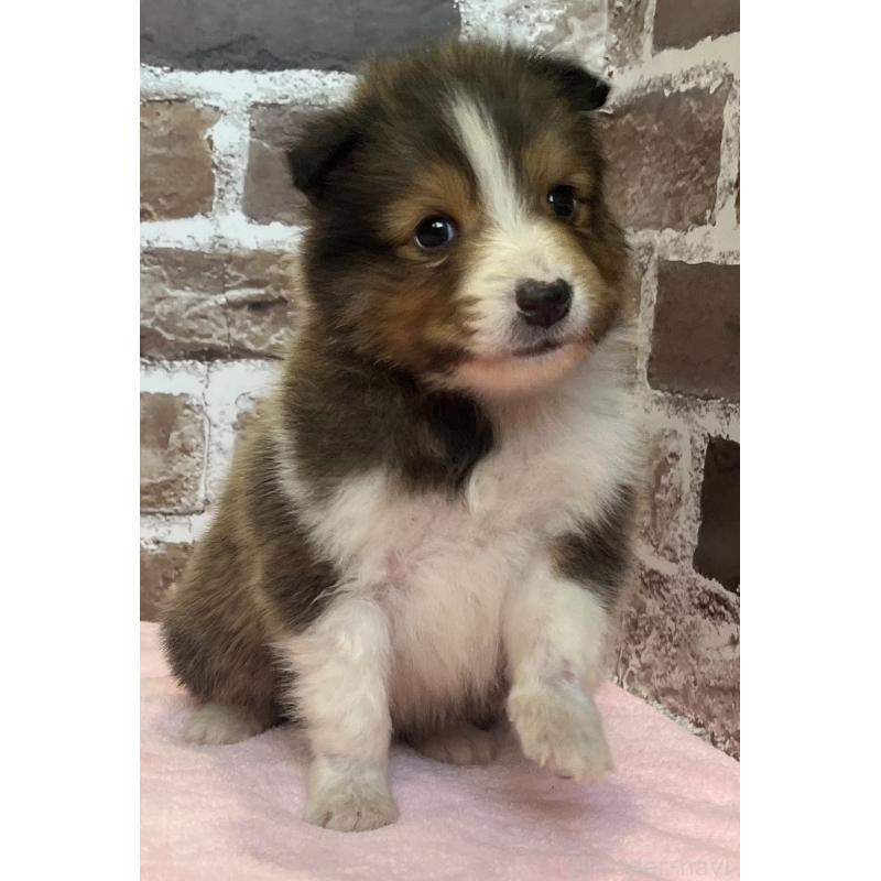 販売中の鹿児島県のシェットランドシープドッグ(シェルティ)-449312の9枚目